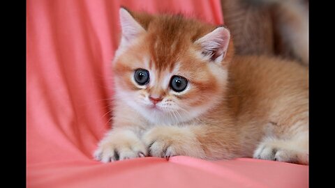 Baloo ♥️Beautiful British Shorthair 😍 Kitten With Cute Eyes
