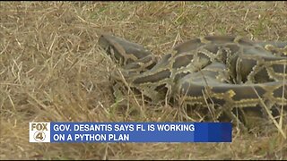 DeSantis: State agencies plan to remove pythons from Everglades