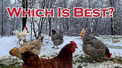 Which Chicken Breed is Right for You?