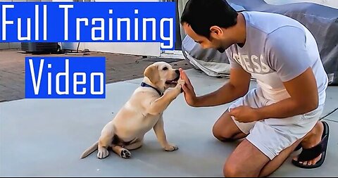 Dog Training Best Video #dogtraining