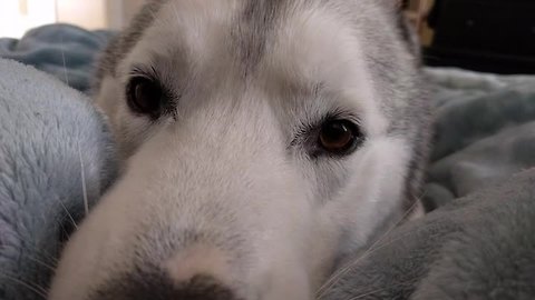 Happy husky prances for joy