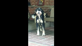 Happy dog smiles upon owner's return home from work