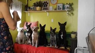 Os 6 cães mais disciplinados de todos