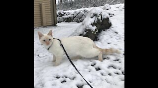 Crash our flame point Siamese on a walk!