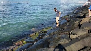 Homem salva tartaruga presa em rochas no Hawaii