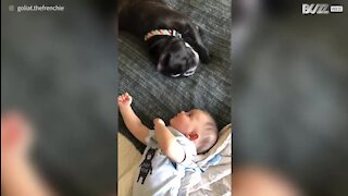 C'est l'amour fou entre ce bébé et son bouledogue français!