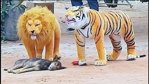 Prank dog with fake Lion and Tiger