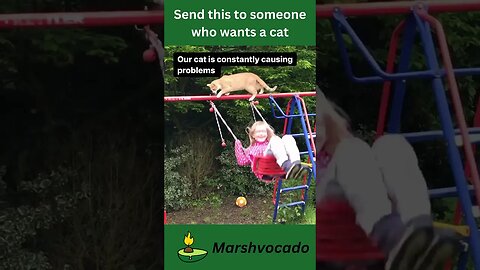 Send this to someone who wants a cat #shorts #marshvocado #cat #funny #memes #fyp #trending