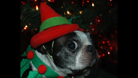 Christmas Pet Costumes