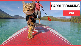 Water-loving feline Logan spends his days paddleboarding