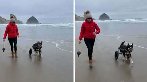 Resilient Dog Had No Problem Running On The Beach