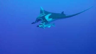 Giant manta ray and remora together