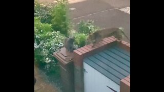 Fox tries to befriend cat, immediately gets denied