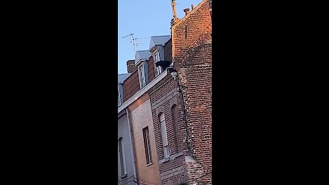 Panther spotted on top of French rooftop