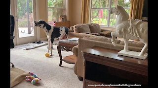 Howling Great Dane Complains His Dinner Is Late