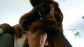 Crazy basset attack