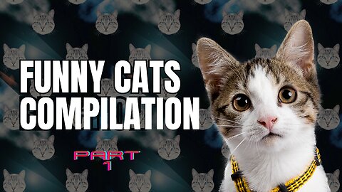 Funny Cat Compilation: Hilarious Feline Follies! Part 1