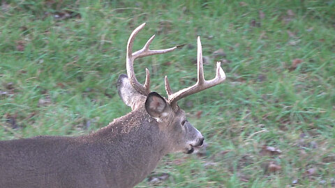 BOWHUNTING the Whitetail RUT in PA! - Rut Vacation 2020