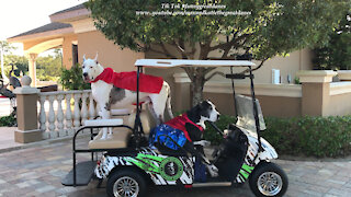 Super Hero Great Danes Enjoy Halloween Golf Cart Ride in Zombie Mobile