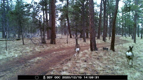 Some deer in central Oregon 3