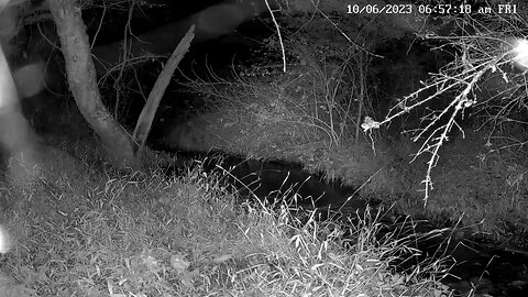 Red fox walking in stream on Wildlife Cam 1 10-6-2023
