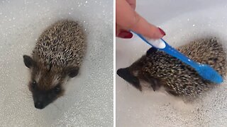 Woman uses toothbrush to give pet hedgehog a bath