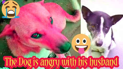 The dog is angry with his husband || sad moment