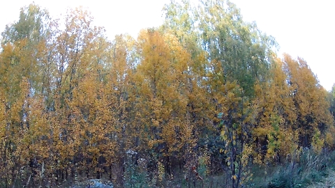 Autumn forest, birches of yellow foliage and ducks