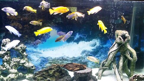 AFRICAN CICHLID MBUNA