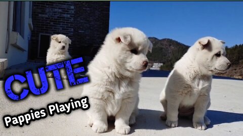 Cute puppies playing Together ||Sweet Puppys || Cute Dogs ||