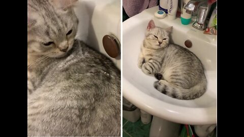 Calm cat resting in the sink