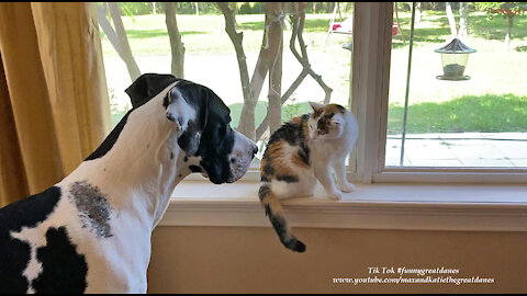 Funny Great Dane Interrupts Humming Cat's Calico Birdwatching