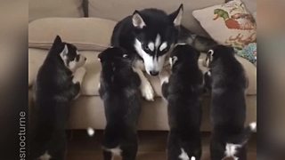 Five husky puppies try to get to their mom
