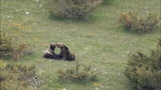 Two bears caught loved up in Italian park