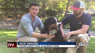 Family dog survives California wildfire