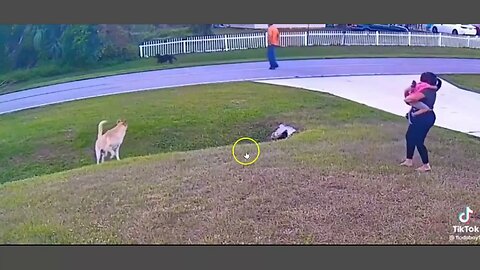 Dog Saves Child's Life From Another Dog - Maybe?