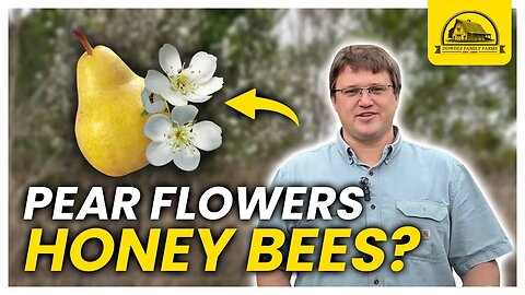 How Important Are Pear Flowers for Honeybees and Beneficial Insects?