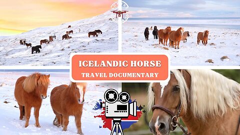 Magical Horses in Magical Nature || Icelandic Horses Documentary 🇮🇸 || 4k