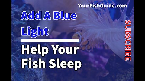Adding A Blue Light To Your Fish Tank Might Change Your Fish's Life ~ Here Is Why ~