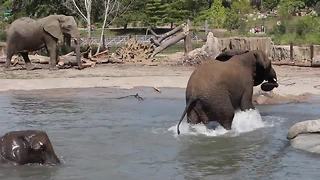 Elephants in pool