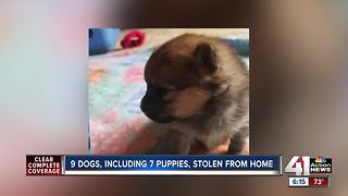 7 puppies, 2 dogs reported stolen from Blue Springs home