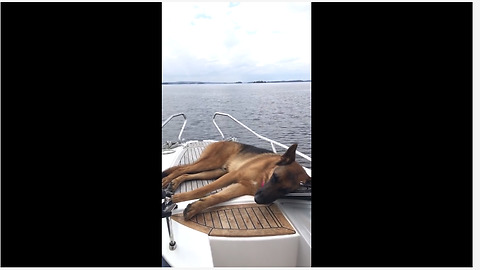 Dog takes nap during relaxing boat ride