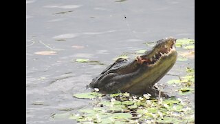 Birds Protect Babies from Alligator!