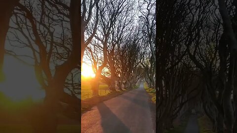 The most beautiful beech alley Dark Hedges is located in the Irish County of Antrim. 5