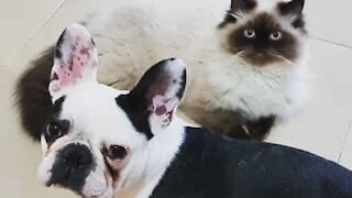 Cat massages dog in cuddly encounter
