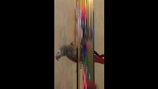 Thrill-seeking parrot slides down the shower door