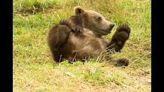 Un ours poursuit un homme pour de la glace