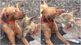 Usannsynlig vennskap mellom en hund og en hjort