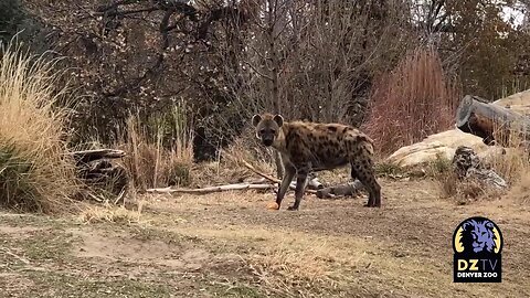 Happy Thanksgiving from Denver Zoo!