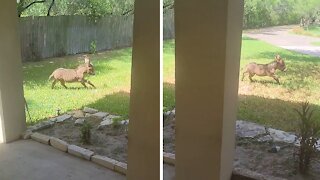 High-energy baby donkey can't stop running around the yard